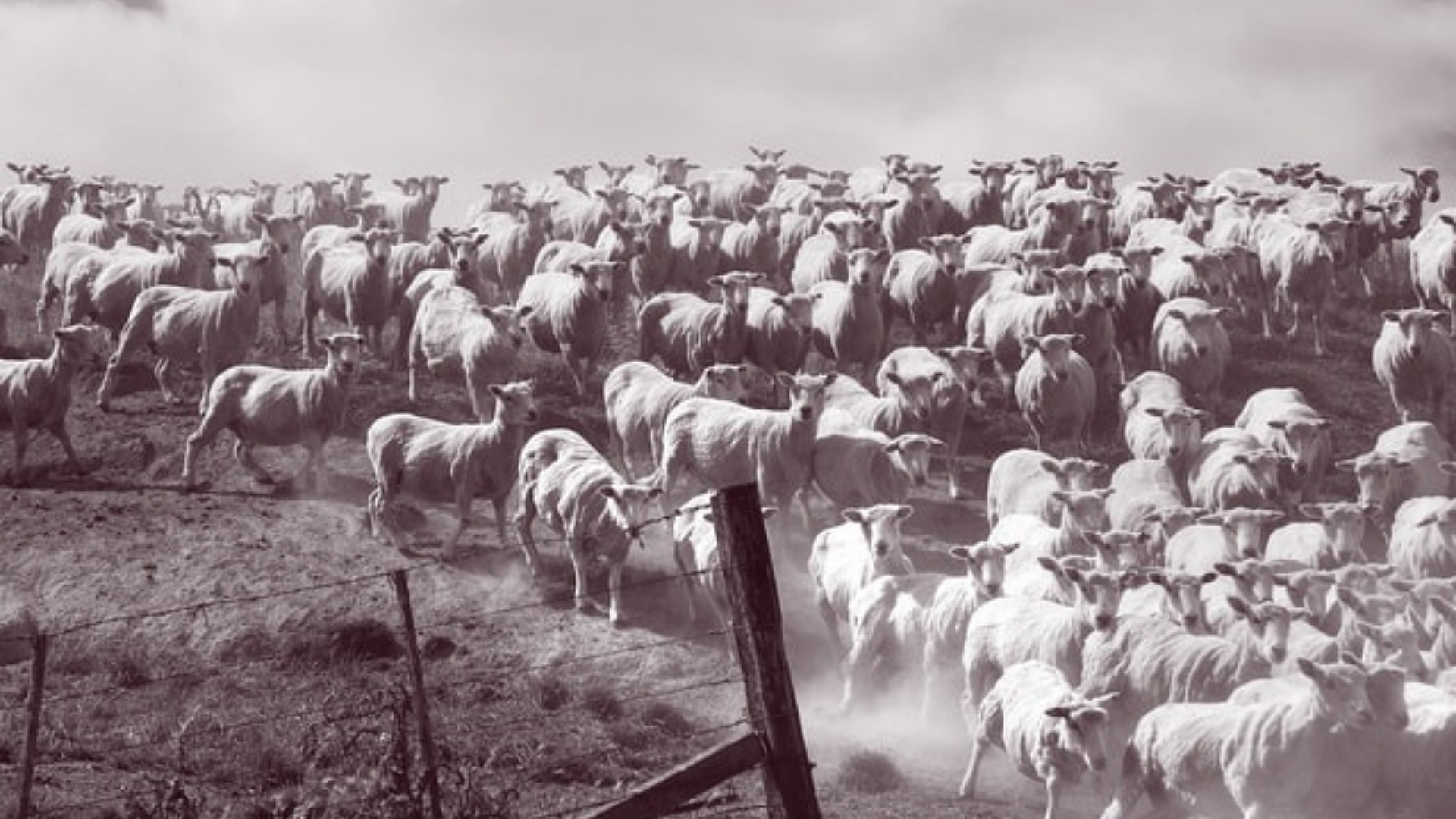 noir image of sheep hurtling down a slope