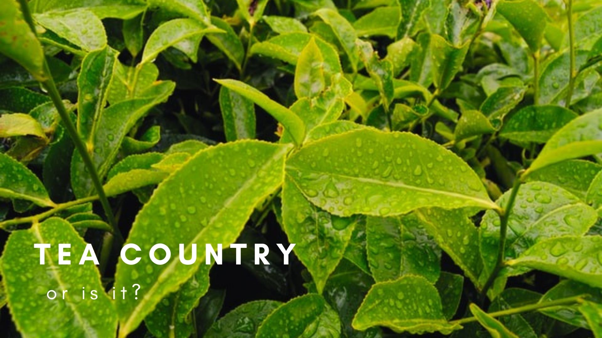 close up of tea leaves in a tea plantation, kabuchai or kapuchai got its name from being a tea plantation scheme during colonial times