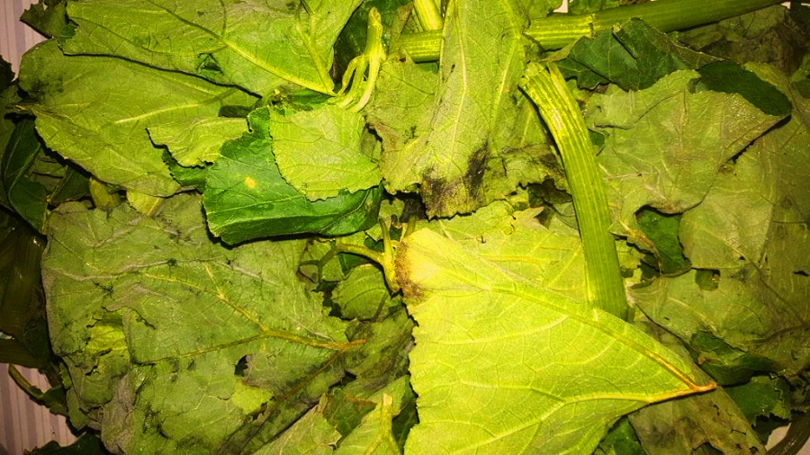 yet to be cooked lisebebe or seveve