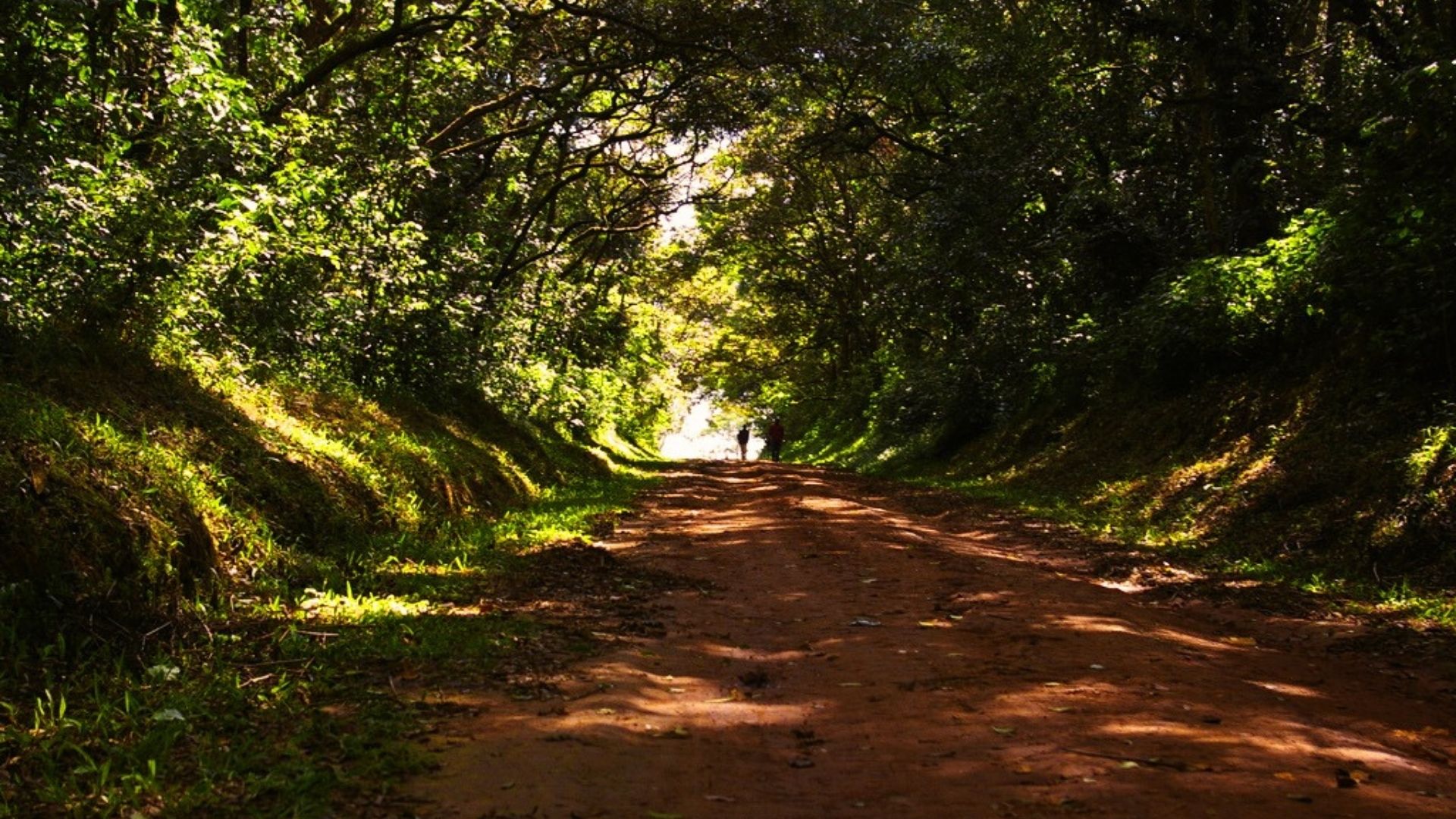 a road in Kakamega forest