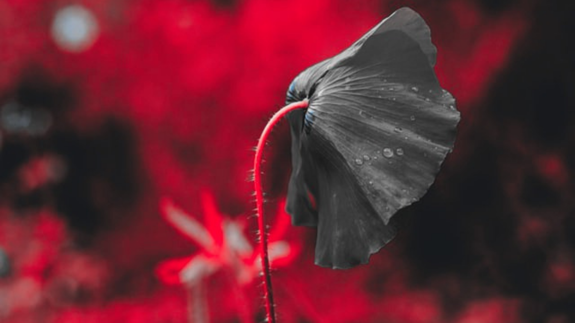 kufogoya is to be limp like a flower